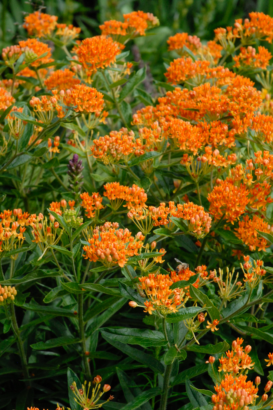 Butterfly Weed